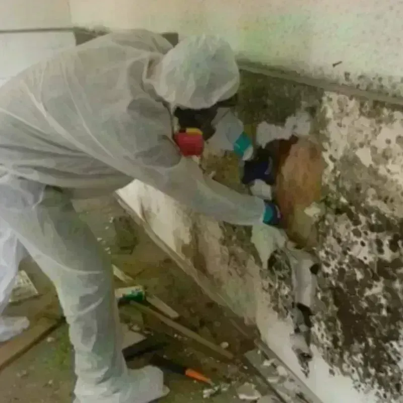 Mold Remediation and Removal in Los Altos, CA